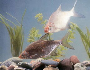 益农信息网 助力畜牧渔业饲料销售的新引擎