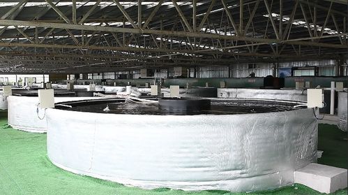 余庆县智慧渔业 科技赋能水产养殖，引领饲料销售新变革