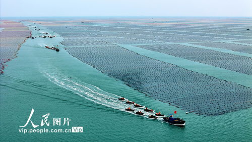 耕耘蔚蓝 山东荣成畜牧渔业饲料销售的海洋牧歌