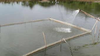 宜良县强化渔业指导显成效 今年鱼苗鱼种长势喜人