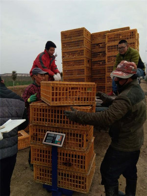 盐城射阳临海镇八大家居委会 鸡窝里飞出“金凤凰”，畜牧渔业饲料销售成富民新引擎