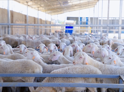 新牧业 新布局 新希望——和硕县 “场繁户育”模式激活乡村振兴“畜牧动能”