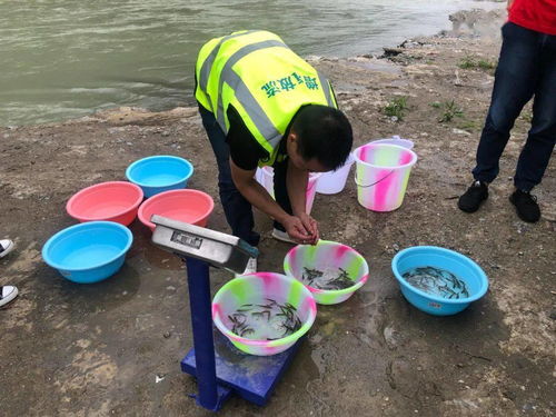 九寨沟县开展增殖放流活动 助推水域生态环境修复与绿色可持续发展